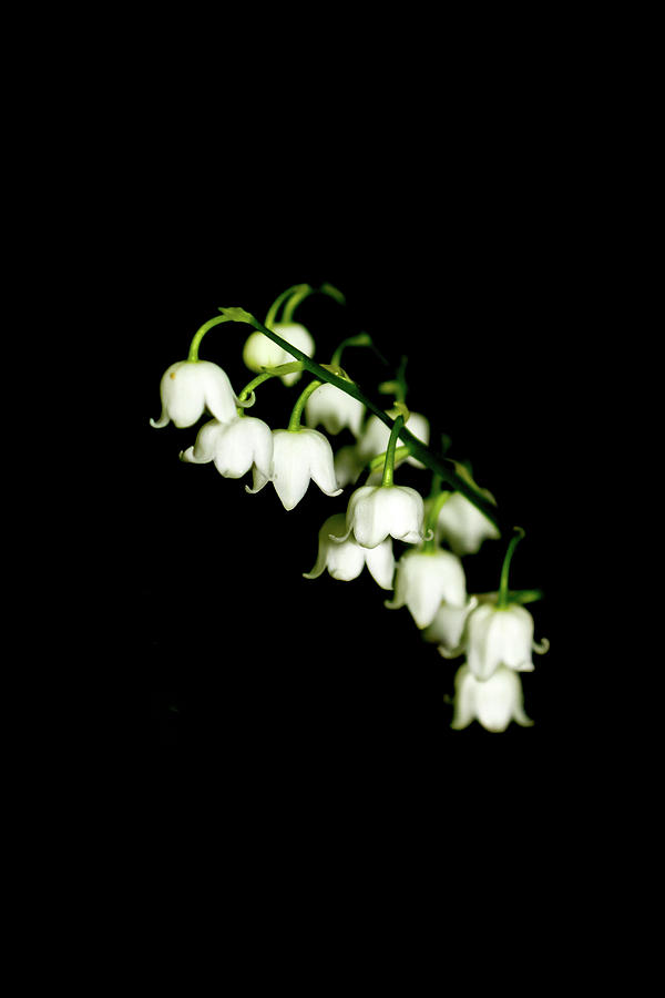 Lily of the Valley on a Black Background Photograph by Grace Joy ...
