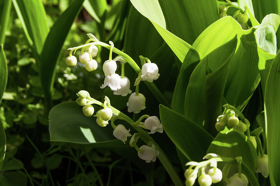 Lily of the valley Photograph by Paul MAURICE