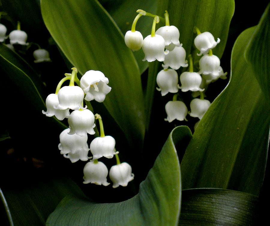 Lily of the Valley Painting by Renate Wesley