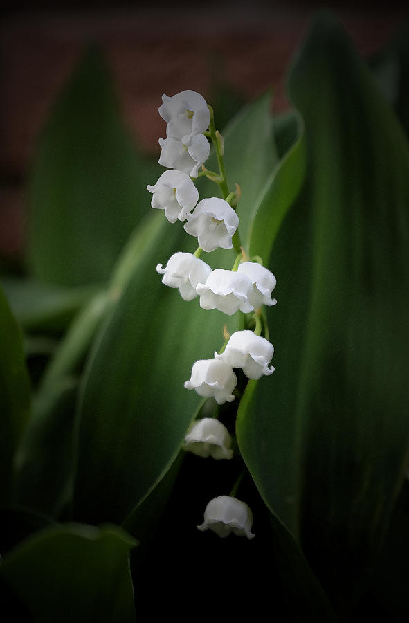 Spring Photograph - Lily of the Valley by Richard Andrews