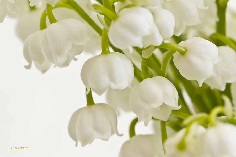 Lily Photograph - Lily Of The Valley by Sandra Foster