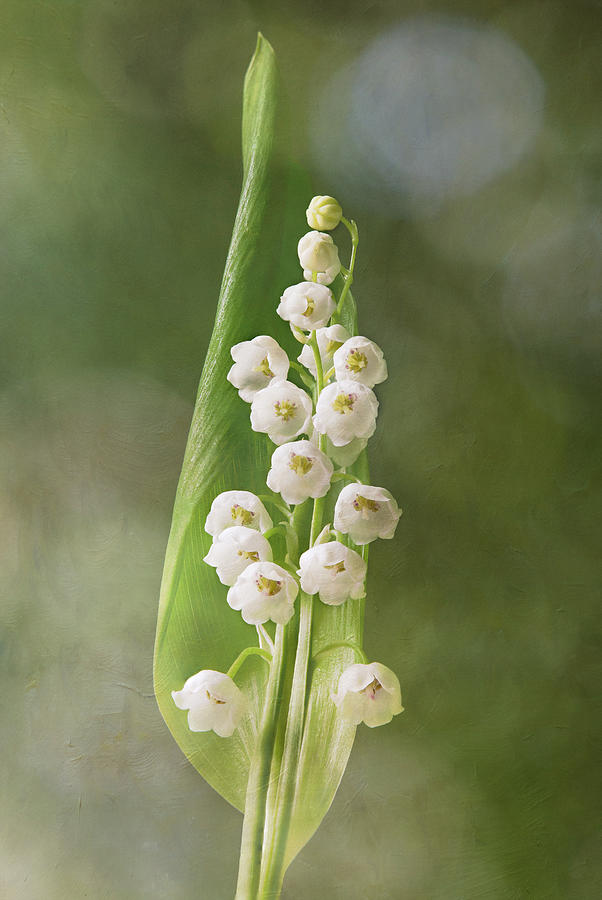 Lily of the Valley Sprig - Texture Photograph by Patti Deters