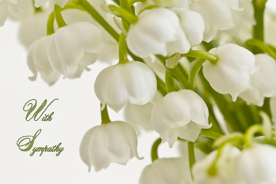 Lily Of The Valley - Sympathy Card  Photograph by Sandra Foster