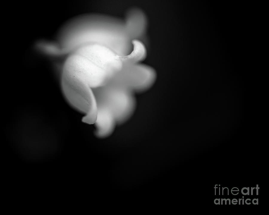 Lily of the Valley Photograph by Tamara Becker