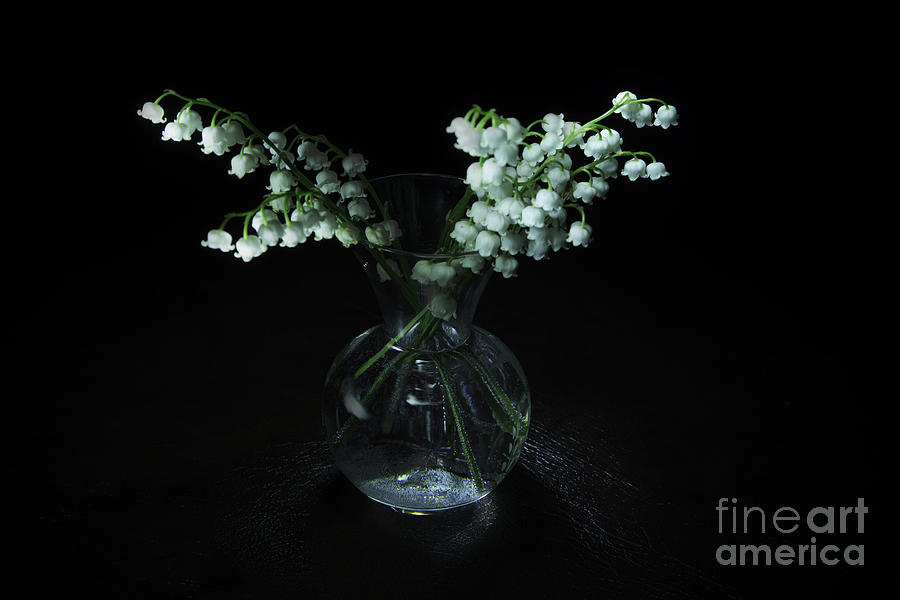 Lily Of the Valley Photograph by Timothy Hacker