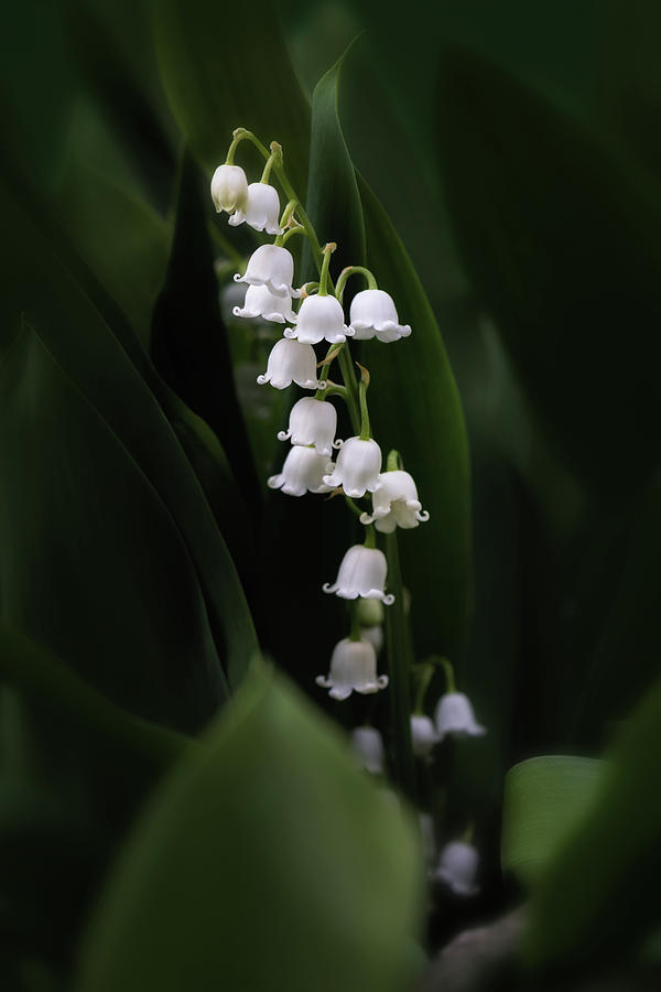 Lily of the Valley Photograph by Tom Mc Nemar