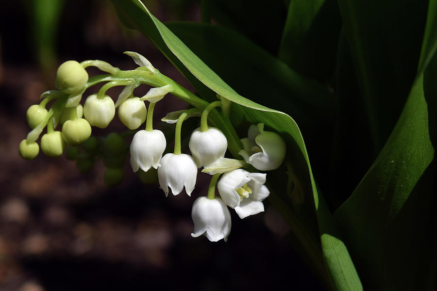 Lily Of The Valley White Bells Photograph by Mihaela Nica - Fine Art ...