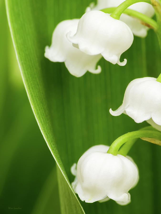 Lily of the Valley Photograph by Wim Lanclus