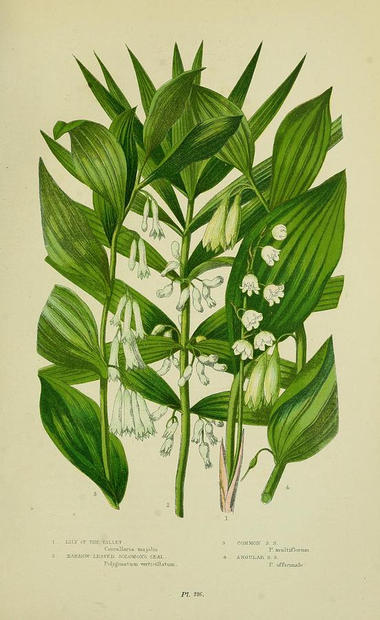 Lily Of The Valley Xxx Painting By Unknown - Fine Art America