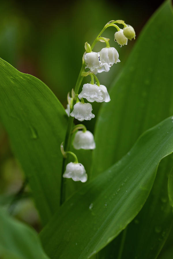 Lily of the Vally Photograph by Steve Gravano