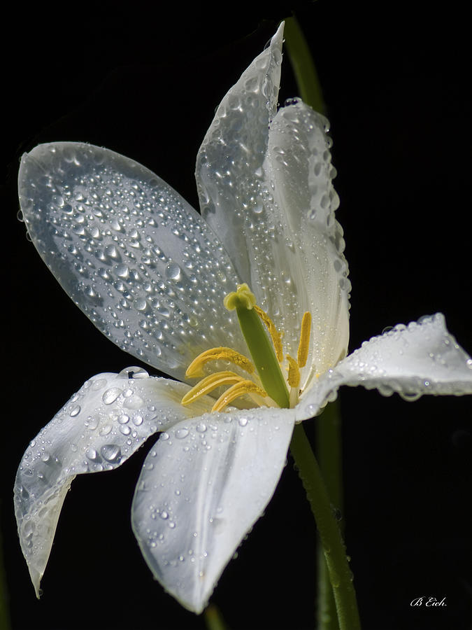 Lily on Black Photograph by Betty Eich