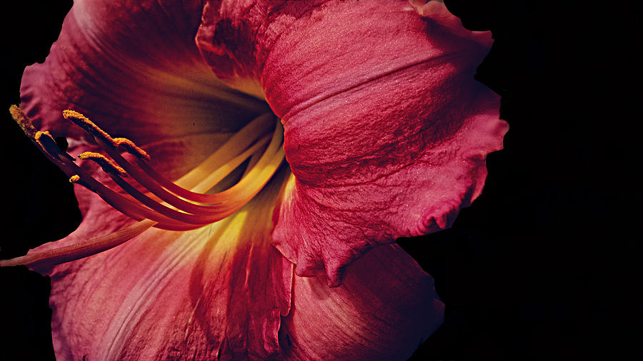Lily Photograph - Lily on Black by Kevin D Davis