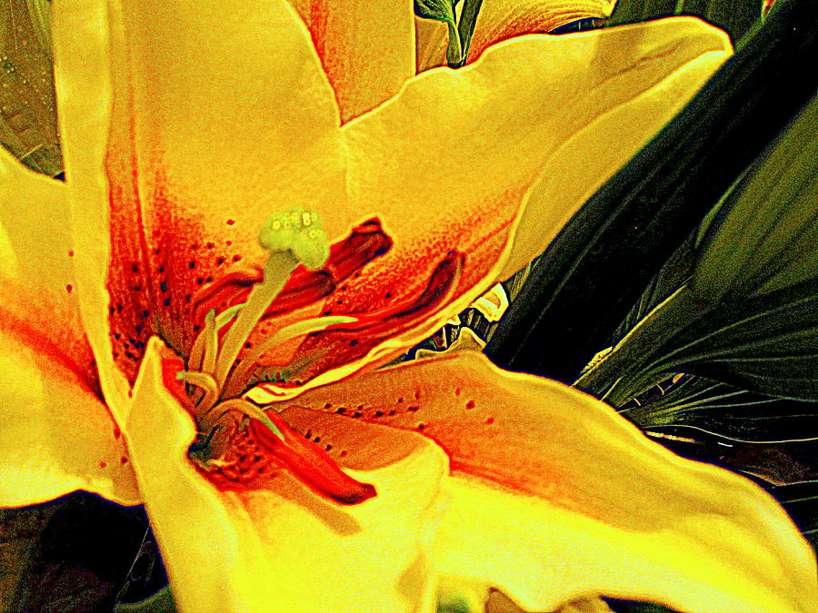 Flower Photograph - Lily on Fire by Bonita Brandt