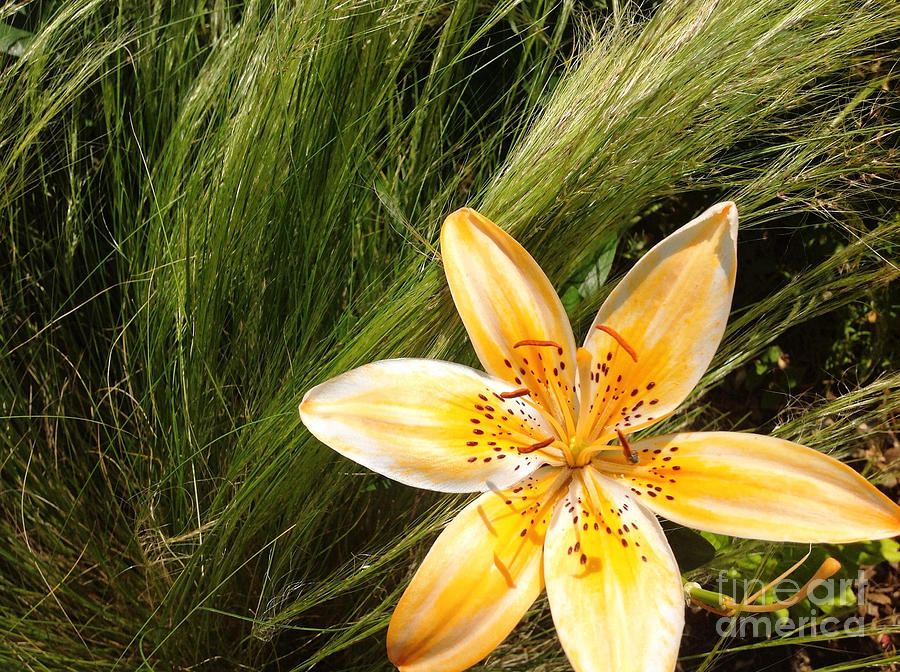 Lily on the Green Photograph by Onedayoneimage Photography