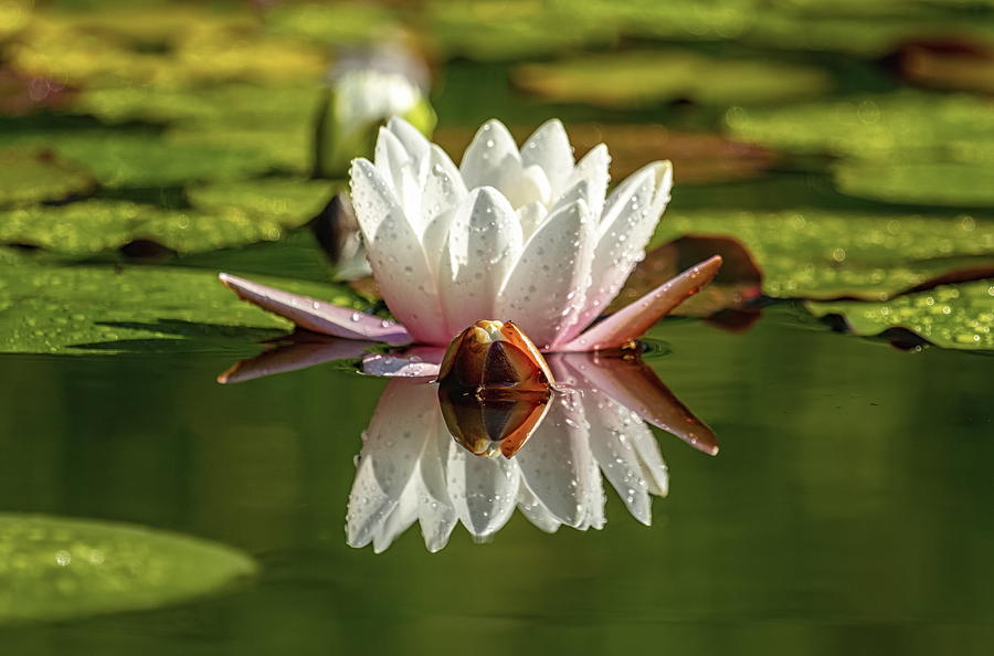 Lily or lotus flower Photograph by Elenarts - Elena Duvernay photo