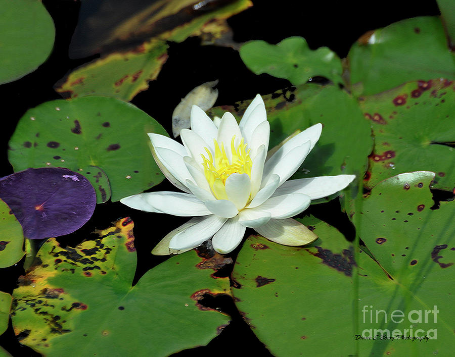Lily Pad 3 Photograph by Diane E Berry