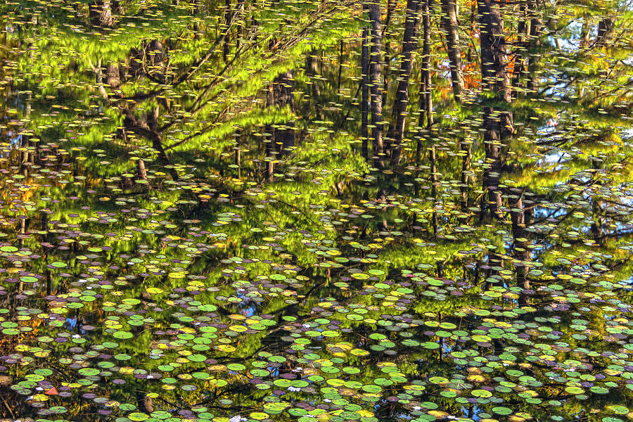 Lily Pad Abstract Photograph by Angelo Marcialis