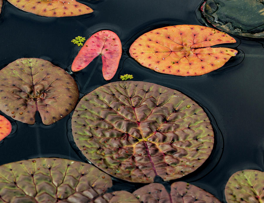 Lily Pad Abstract Photograph by Jean Noren