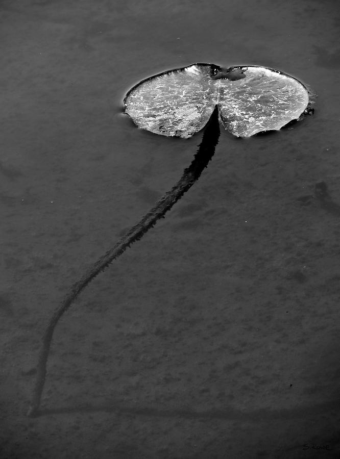 Black And White Photograph - Lily Pad Alien by Shawna Rowe