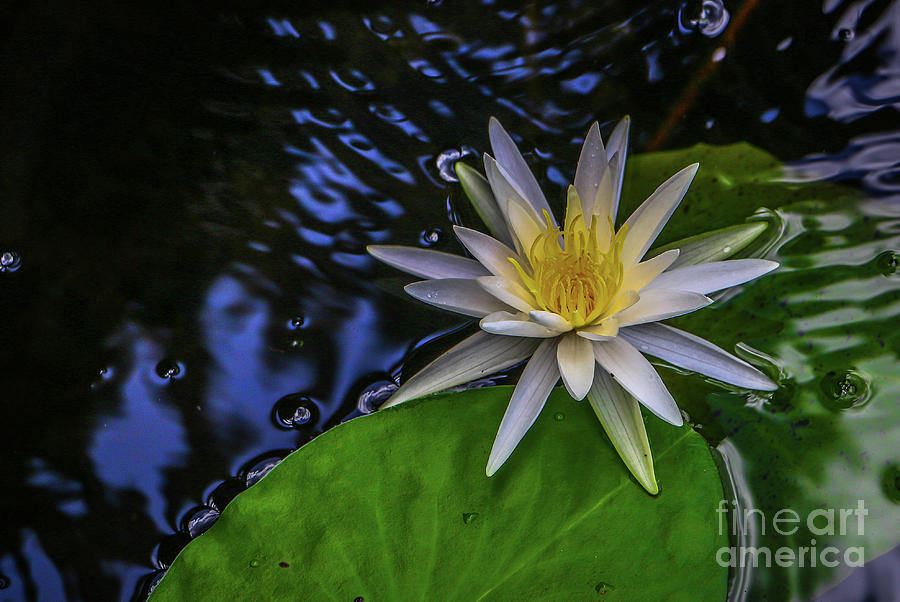 Lily, Pad and Water Photograph by Tom Claud