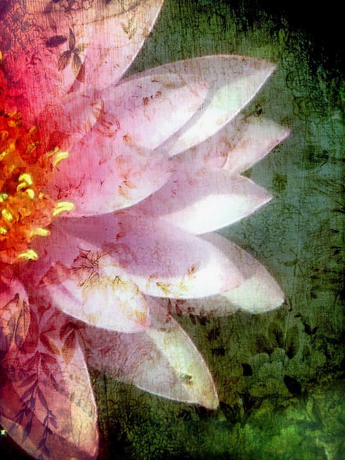 Lily Photograph - Lily Pad Art  by Andrea Kollo