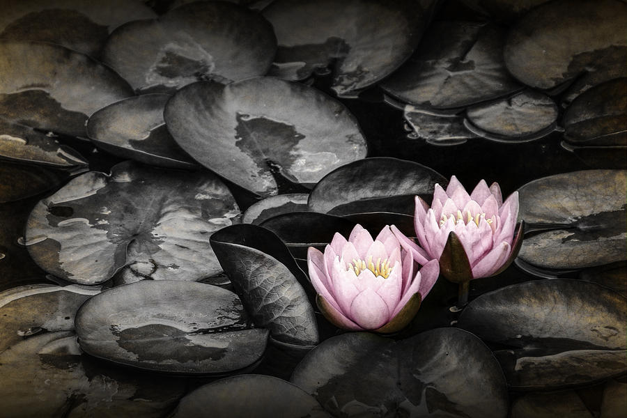 Lily Pad Blossoms Photograph