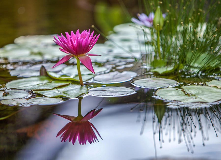 Water Photograph - Lily Pad Dreams by Robert Aycock Water Photograph - Lily Pad Dreams by Robert Aycock