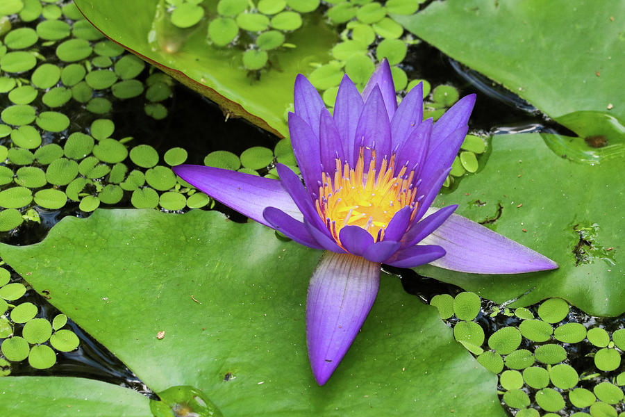 Lily Pad Elegance Photograph by Mary Anne Delgado