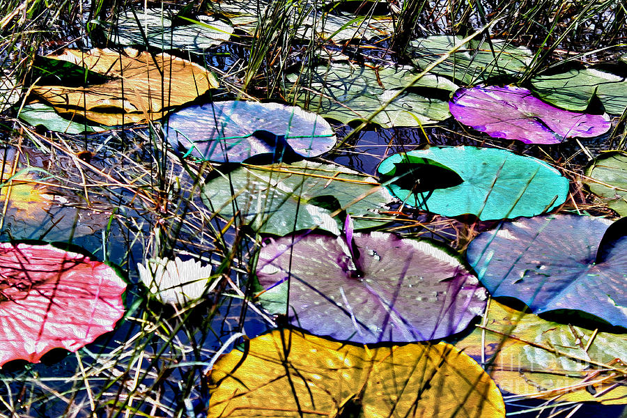 Lily Pad Expression Photograph by Nina Silver