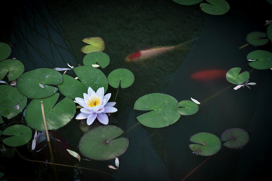 Lily Pad Flower and Koi Photograph by Mary Lee Dereske