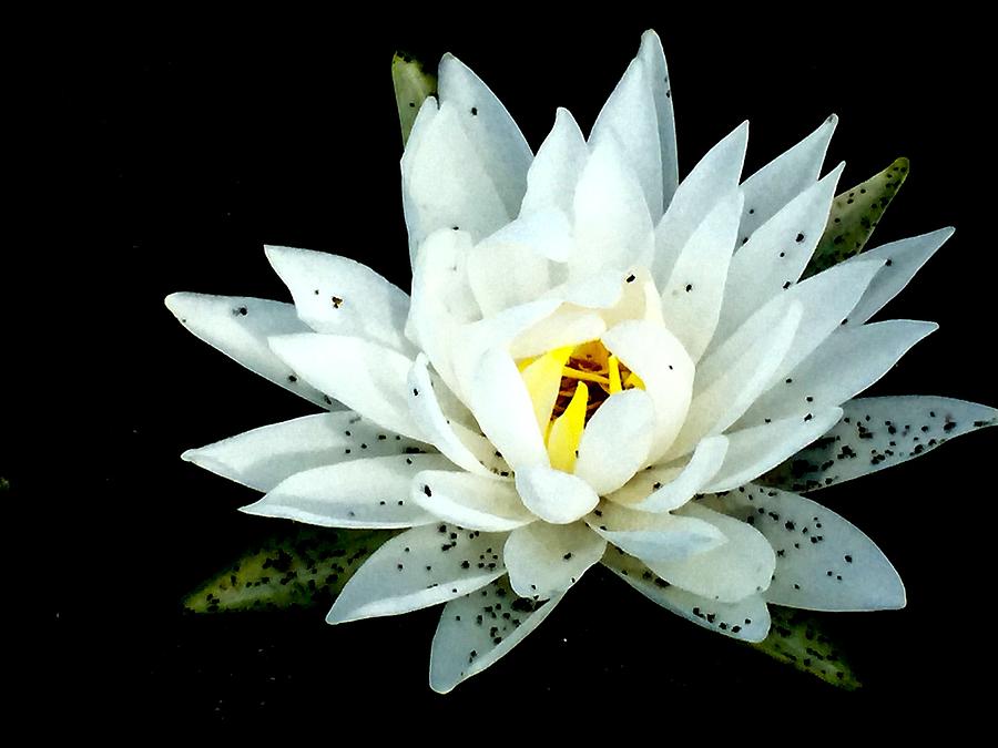 Lily Pad Flower Photograph By Chris Alberding