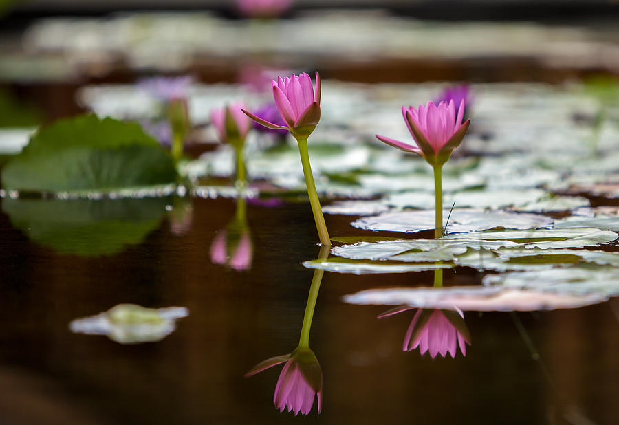 Water Photograph - Lily Pad Flower Reflections by Robert Aycock Water Photograph - Lily Pad Flower Reflections by Robert Aycock