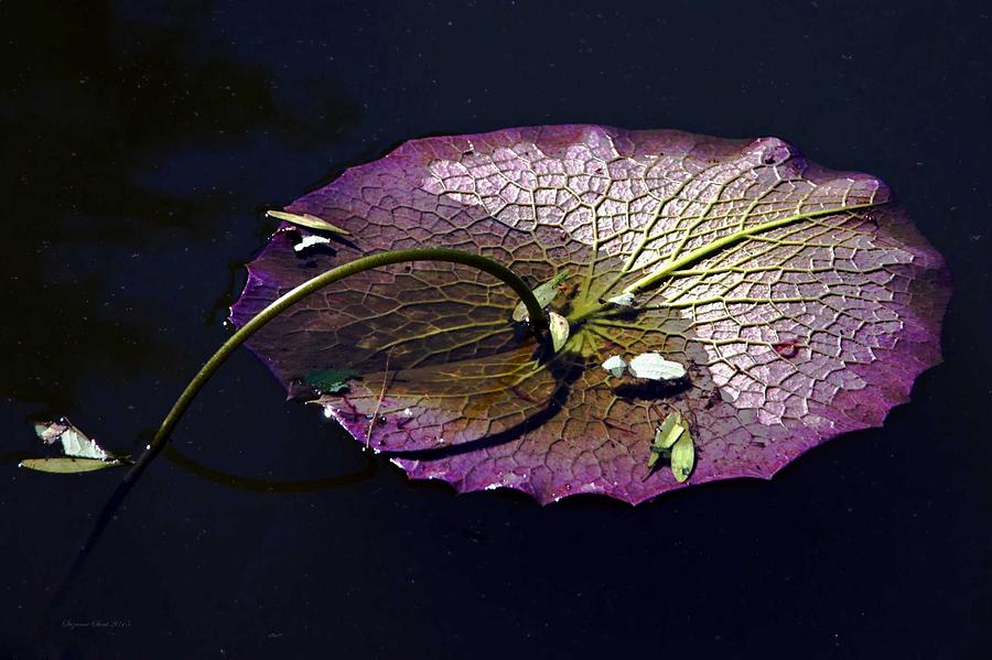 Lily Pad Fractals Photograph by Suzanne Stout