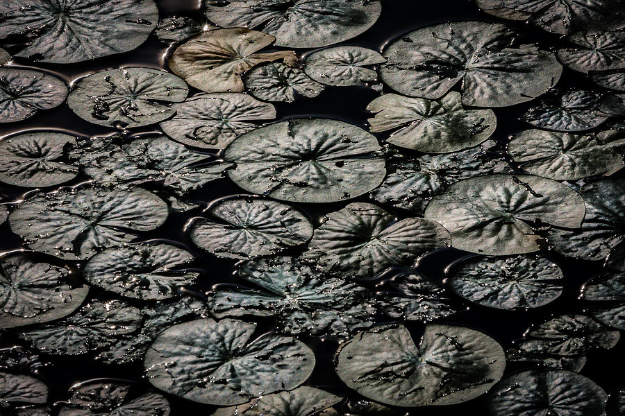 Lily Pad Photograph by Gary Migues