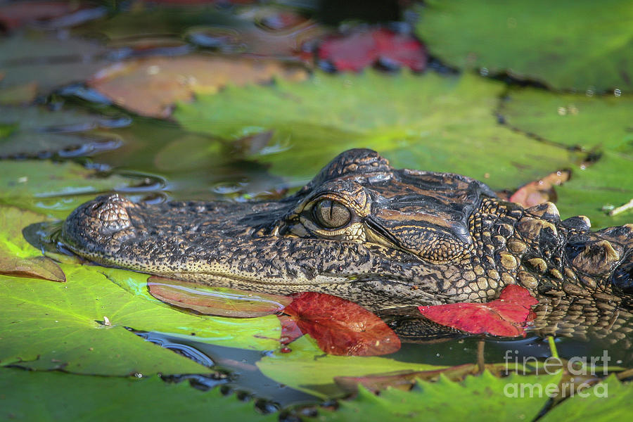 Lily Pad Gator Photograph by Tom Claud