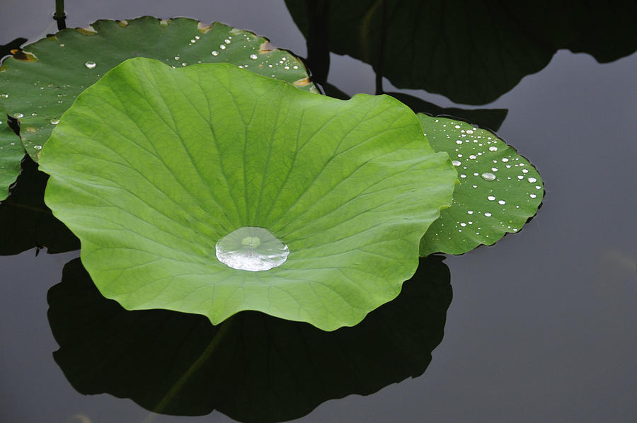 Lily Pad Holding Water Photograph by David Arment