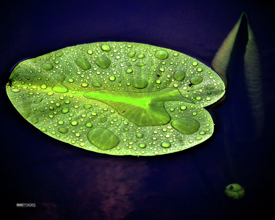 Lily Pad in the Limelight Photograph by Susie Loechler