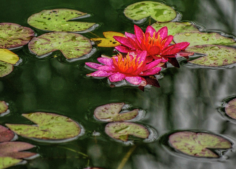 Lily pad in the rain   Digital Art by Cordia Murphy