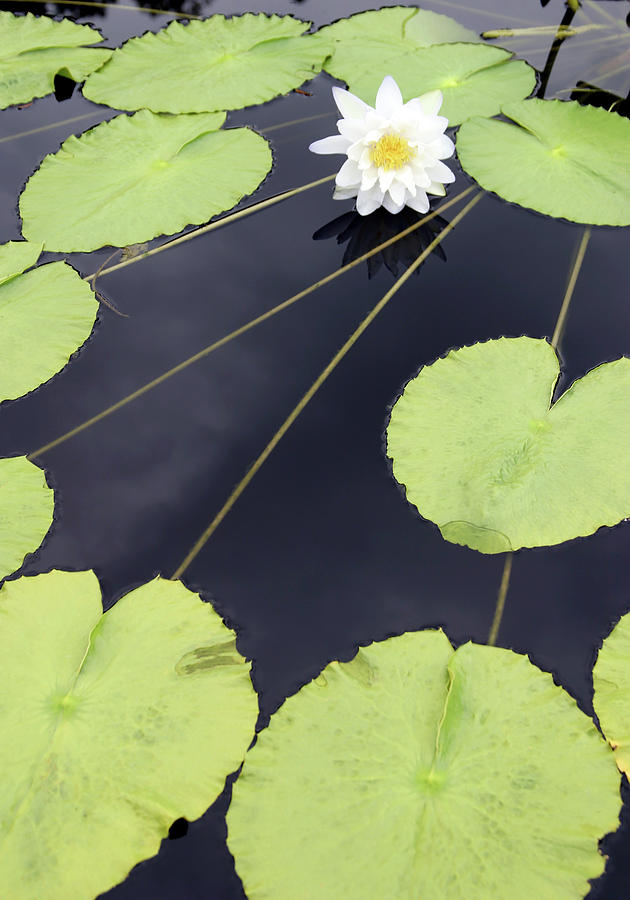 Lily Pad Perspective 4821 H_2 Photograph by Steven Ward