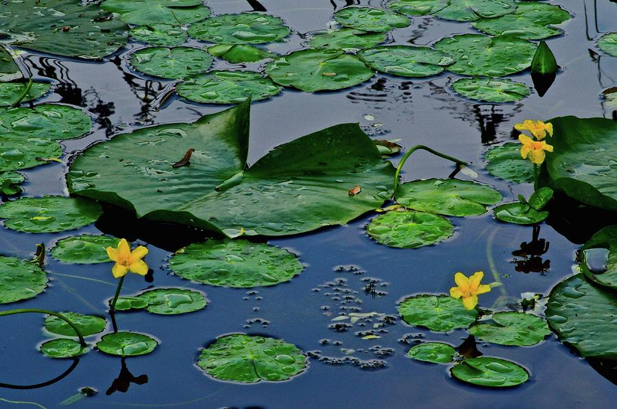 Lily Pad Pond Photograph by Frozen in Time Fine Art Photography