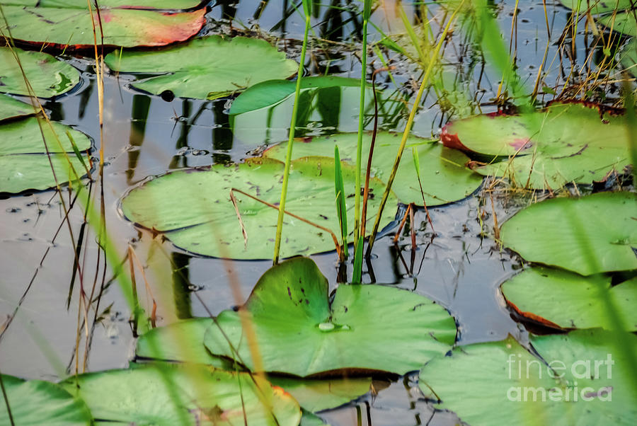 Lily Pad Pond Photograph by Pamela Williams