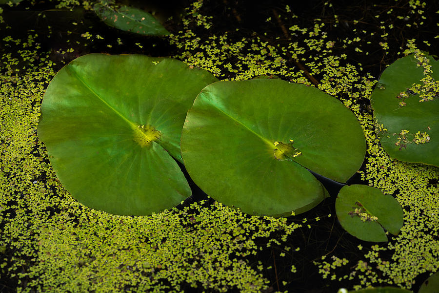Lily Pad Pond Photograph