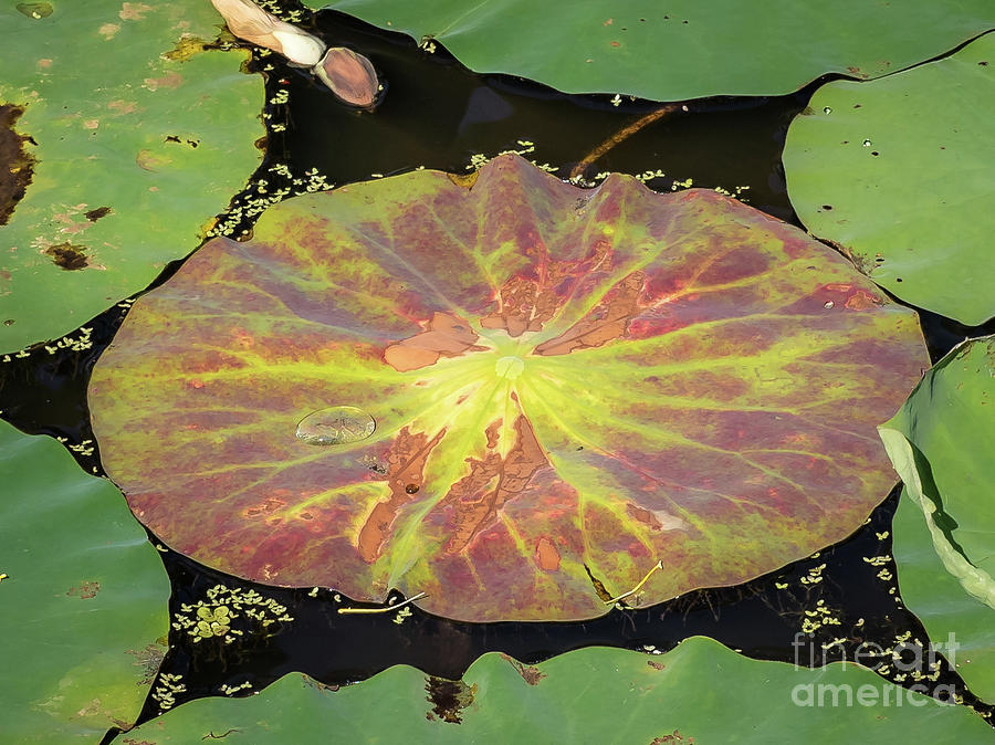 Lily Pad Photograph by Scott and Dixie Wiley
