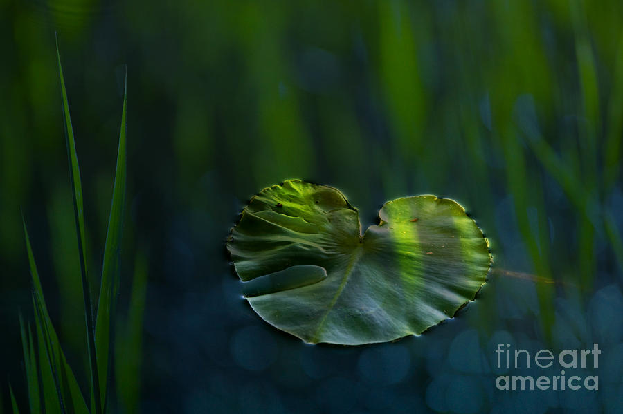 Lily Photograph - Lily Pad by Silke Magino