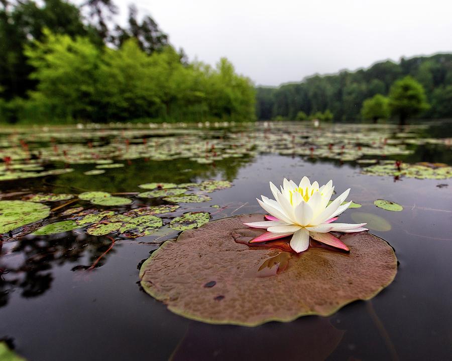 Lily Pad View Photograph by Alan Raasch