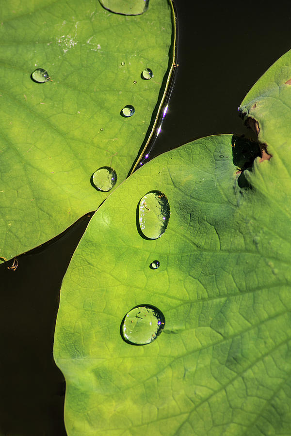 Lily Pad With Water Drops Photograph By Don Johnson