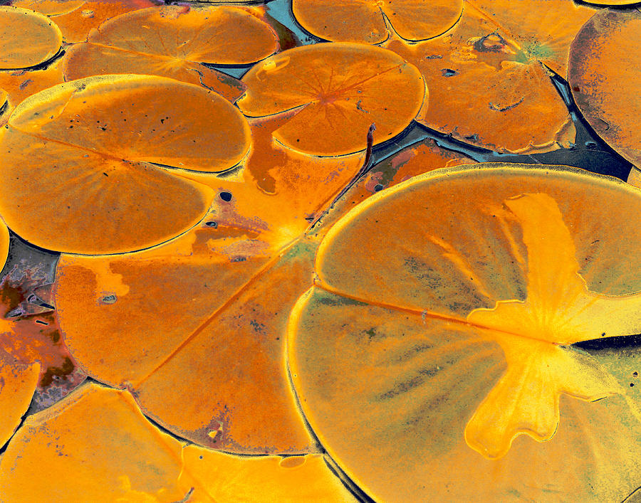 Lily Pad Digital Art - Lily Pads # 3 by Jeff Willoughby