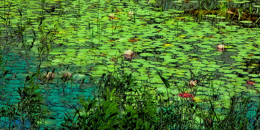 Lily Pads - An Abstract Photograph by David Patterson