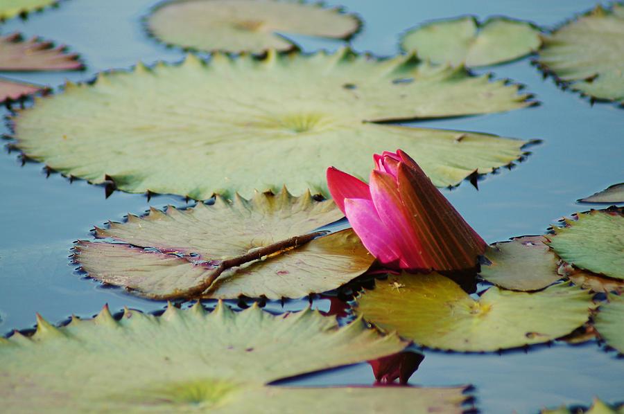 Lily Pads and Flower Photograph by Lynda Dawson-Youngclaus