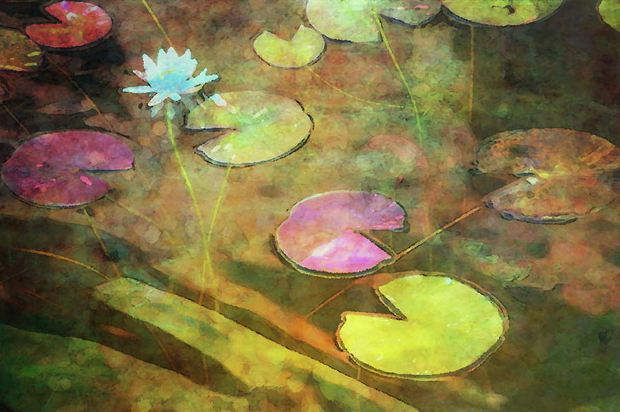 Lily Pads and Lotus 5275 IDP_2 Photograph by Steven Ward